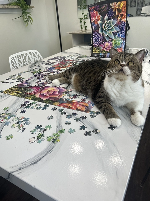 cat